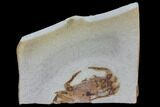 Fossil Pea Crab (Pinnixa) From California - Miocene #85296-1